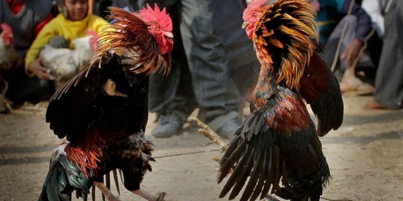 Tìm hiểu chung về đá gà C1 và nguồn gốc Tìm hiểu chung về đá gà C1 và nguồn gốc