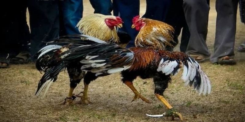 Sơ lược về loại hình đá gà cựa dao Sơ lược về loại hình đá gà cựa dao