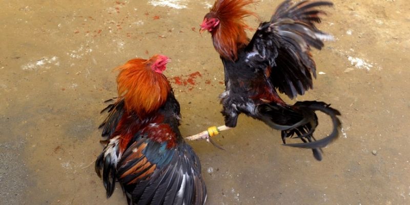 Theo dõi trận và phân tích kỹ thuật chiến kê Theo dõi trận và phân tích kỹ thuật chiến kê